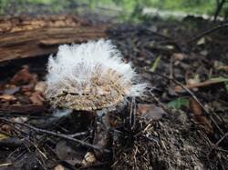 IMG_20250715_075343.thumb.jpg.6aa68c35811c973f3afd241a844d5997.jpg