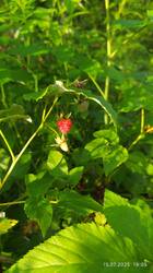 IMG_20250715_190602.jpg