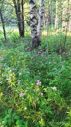 IMG_20250715_192842.jpg