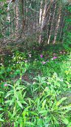 IMG_20250715_193949.jpg
