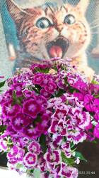 IMG_20250715_204406.jpg
