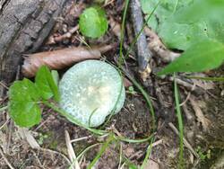 IMG_20250716_113512.jpg