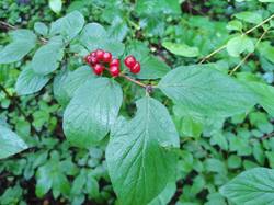 IMG_20250717_074959.thumb.jpg.ee2b8f29ebb943fa6b4954e68fcfc393.jpg