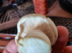IMG_20250717_145354.thumb.jpg.f389bd3d6565110faca47e86b5a01af9.jpg