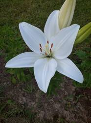 IMG_20250717_202954_1.jpg