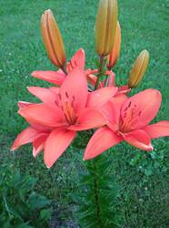 IMG_20250717_203010_1.jpg
