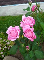 IMG_20250717_203109_1.jpg