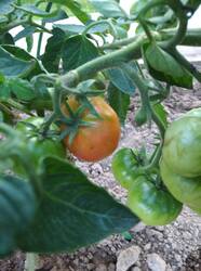 IMG_20250717_203522.jpg