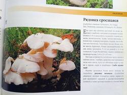 IMG_20250718_145231_955.thumb.jpg.50c95666f07cb042d19c10c8193c31a9.jpg