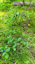 IMG_20250719_130140.jpg