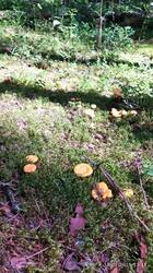 IMG_20250719_131138.jpg