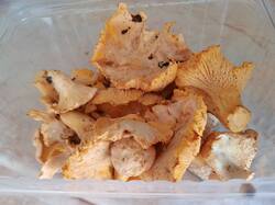 IMG_20250719_143159.thumb.jpg.e07a93b52ecf70e475b561105454b589.jpg