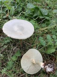 IMG_20250719_182025.jpg
