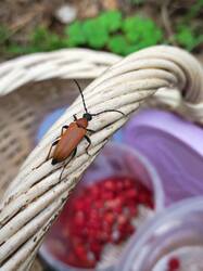 IMG_20250719_232639.thumb.jpg.4d016bfa77c78e310ef9fa12ac9ae17a.jpg