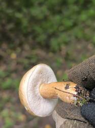 IMG_20250721_144517.jpg