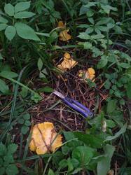 IMG_20250722_111313293.thumb.jpg.cd9f06ca9e22ef60f6f1adbabf098210.jpg