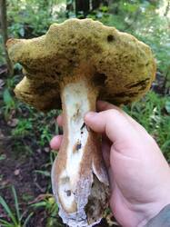 IMG_20250725_090620.thumb.jpg.cd80ca18321fd7b1a2f59c3422f465d3.jpg