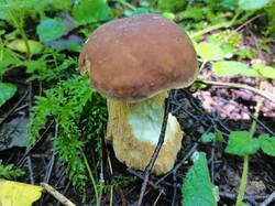 IMG_20250725_102647.thumb.jpg.4ac0b5f4b28fcda99b519028ff00f9f9.jpg