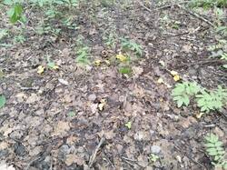 IMG_20250725_174646.jpg