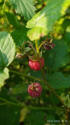 IMG_20250725_181026.jpg