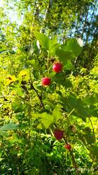 IMG_20250725_181311.jpg