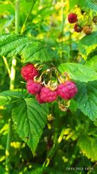 IMG_20250725_182601.jpg