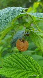 IMG_20250725_184258.jpg