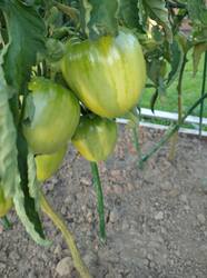 IMG_20250725_191055.jpg