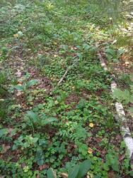 IMG_20250726_084324.thumb.jpg.58fbce4ec68f660e1455782410a87315.jpg