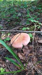 IMG_20250726_105745.jpg