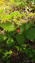 IMG_20250726_110541.jpg