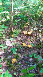 IMG_20250726_110824.jpg