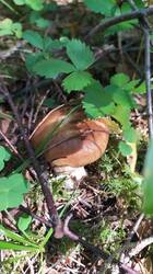 IMG_20250726_111137.jpg