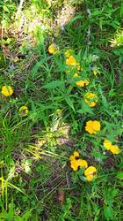 IMG_20250726_111803.jpg