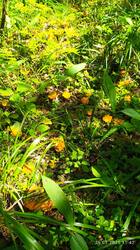 IMG_20250726_114246.jpg