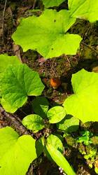 IMG_20250726_120538.jpg