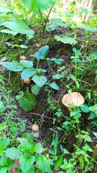 IMG_20250726_121019.jpg