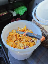 IMG_20250727_080243.jpg