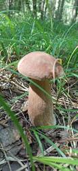 IMG_20250727_132549.jpg