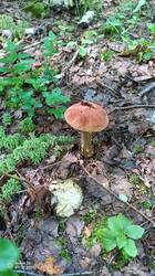 IMG_20250727_134127_070.jpg