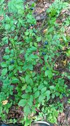 IMG_20250727_141629_436.jpg