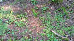 IMG_20250727_162712_454.jpg