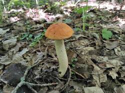 IMG_20250729_112055.thumb.jpg.75b57cff28bb300c0c202d7c9e51f263.jpg