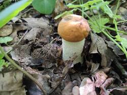 IMG_20250729_113911.thumb.jpg.ec87407acc3d3be2be0fcaa9e7b5a1cb.jpg