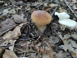 IMG_20250729_120551.thumb.jpg.c472d5fa62c1c06781b8e015a74319c9.jpg