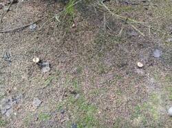 IMG_20250729_125546.thumb.jpg.63b1a6a0e5ee24470e3dd1b1d6ae1394.jpg