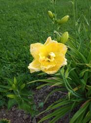 IMG_20250729_192122.thumb.jpg.703f889bba4299445b3eee2bdd3f959f.jpg