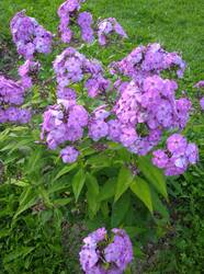 IMG_20250729_192131_1.thumb.jpg.5dae39eb7c4a47990c028c125aa1e20d.jpg