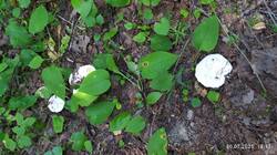 IMG_20250730_191353.jpg
