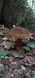 IMG_20250731_063943.jpg